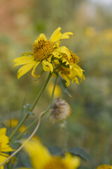 Golden Crownbeard (Also called Golden Crownbeard, Copen Daisy, golden crown beard) in the nature, Golden Crownbeard Flower closeup,Beautiful yellow flower closseup in nature Chakwal, Punjab, Pakistan