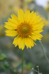 Golden Crownbeard (Also called Golden Crownbeard, Copen Daisy, golden crown beard) in the nature, Golden Crownbeard Flower closeup,Beautiful yellow flower closseup in nature Chakwal, Punjab, Pakistan