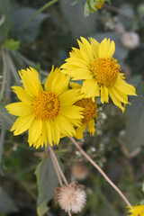 Golden Crownbeard (Also called Golden Crownbeard, Copen Daisy, golden crown beard) in the nature, Golden Crownbeard Flower closeup,Beautiful yellow flower closseup in nature Chakwal, Punjab, Pakistan
