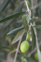 unripe green olives on tree closeup, Olive-tree branch with unripe green olives, olive tree...