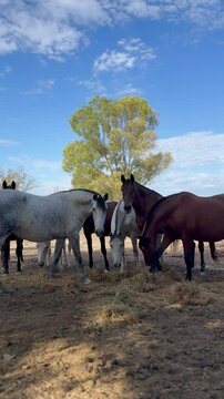 Manada de caballos salvajes comiendo en libertad