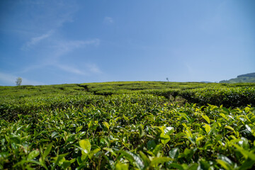 tea plantation during sunny day, ciwidey bandung