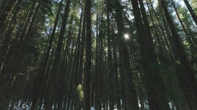 Low Angle Circular Motion Overview of an Old Pine Forest in the Pirin Mountains.