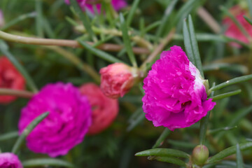 Portulaca grandiflora or moss rose purslane flower closeup, Closeup pink moss rose purslane (portulaca grandiflora) flowers in garden tropical, delicate dreamy of beauty of nature with green leaves