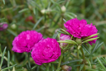 Portulaca grandiflora or moss rose purslane flower closeup, Closeup pink moss rose purslane (portulaca grandiflora) flowers in garden tropical, delicate dreamy of beauty of nature with green leaves