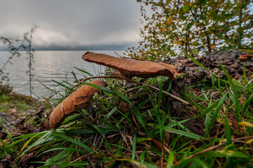 Mushroom at the lake in autumn in Switzerland