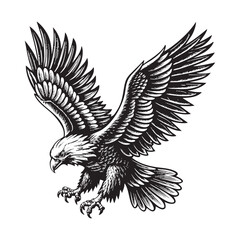 eagle drawing vector illustration