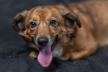 Portrait of a beautiful mongrel dog in a studio.