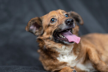 Portrait of a beautiful mongrel dog in a studio.