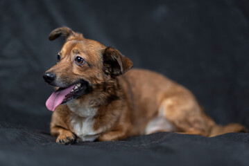 Portrait of a beautiful mongrel dog in a studio.