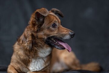 Portrait of a beautiful mongrel dog in a studio.