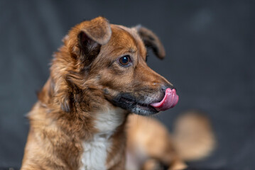 Portrait of a beautiful mongrel dog in a studio.