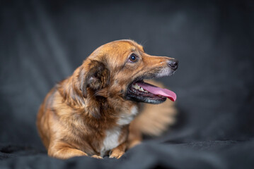 Portrait of a beautiful mongrel dog in a studio.