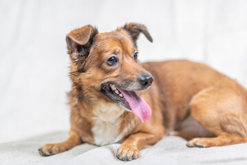 Portrait of a beautiful mongrel dog in a studio.