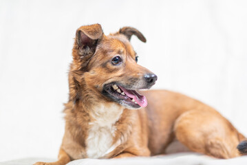 Portrait of a beautiful mongrel dog in a studio.