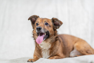 Portrait of a beautiful mongrel dog in a studio.