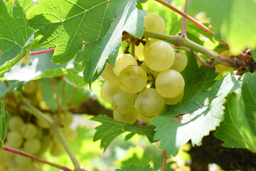 Close up of grapes hanging on Vine, Hanging grapes. Grape farming. Grapes farm. Tasty green grape...