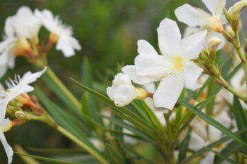 Obraz premium Nerium oleander in bloom, White siplicity bunch of flowers and green leaves on branches, Nerium Oleander shrub white flowers, ornamental shrub branches in daylight, bunch of flowers closeup