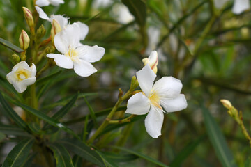 Nerium oleander in bloom, White siplicity bunch of flowers and green leaves on branches, Nerium...