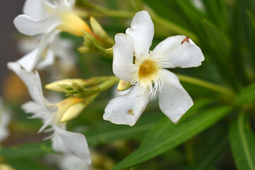 Nerium oleander in bloom, White siplicity bunch of flowers and green leaves on branches, Nerium...
