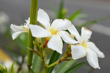 Nerium oleander in bloom, White siplicity bunch of flowers and green leaves on branches, Nerium...