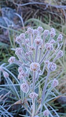 Obraz premium Close-up of a frost-covered plant with intricate ice crystals on its petals, creating a stunning winter scene. AI generated. 