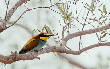 European bee-eater (Merops apiaster), Greece