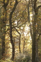 Autumn in ancient woodland 