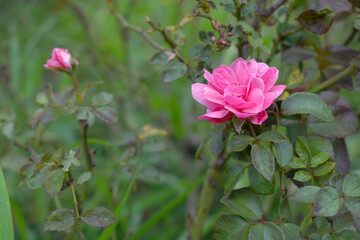 Beautiful pink rose flower closeup in garden, A very beautiful rose flower bloomed on the rose tree, Rose flower, bloom flowers, Natural spring flower,  Nature