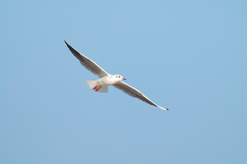Mewa śmieszka (Black-headed gull, Chroicocephalus ridibundus)