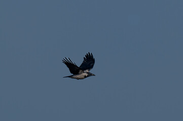 Wrona siwa (Corvus cornix, Hooded crow)