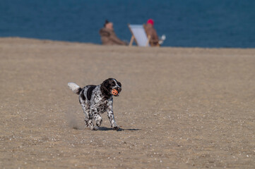 Springer spaniel angielski