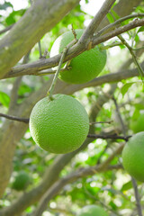 unripe green oranges on tree, close-up of a beautiful orange tree with green oranges, fruit hanging on a tree, Close-up of unripe oranges hanging on a tree, Chakwal, Punjab, Pakistan