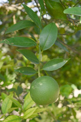 unripe green oranges on tree, close-up of a beautiful orange tree with green oranges, fruit hanging on a tree, Close-up of unripe oranges hanging on a tree, Chakwal, Punjab, Pakistan