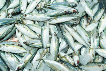 Background of Skipjack tuna sea fish sell in fishery fresh market