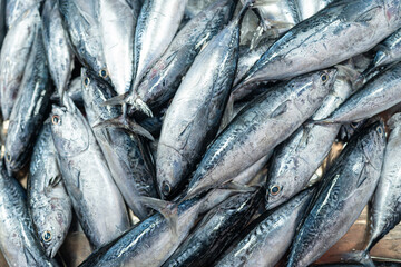 Background of Skipjack tuna sea fish sell in fishery fresh market