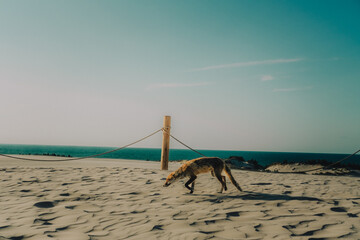 Chudy lis na plaży przy morzu © Henryk
