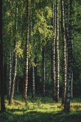 Obraz premium Scenic view of birch trees in the fall with sunlight filtering through the leaves.