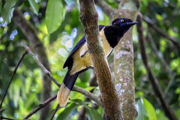 Common Magpie on a branch at  forest - Cyanocorax chrysops - Misiones Argentine