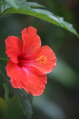 Flower in the garden outdoor