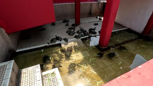 Large group of terrapins swimming and sunbathing in a temple at Kusu Island, Singapore
