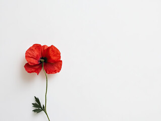 red poppy flower