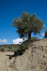 old olive trees the green gold of the Greeks