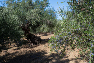 old olive trees the green gold of the Greeks