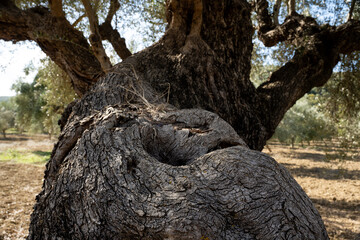 old olive trees the green gold of the Greeks