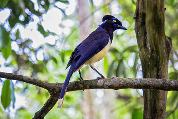 Common Magpie on a branch at  forest - Cyanocorax chrysops - Misiones Argentine