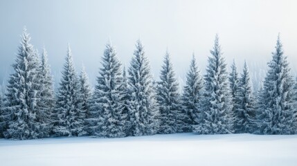 A forest of evergreen trees covered in snow, standing tall in a winter landscape