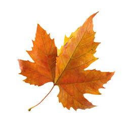 Obraz premium autumn maple leaf isolated on transparent background
