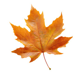 Fototapeta premium autumn maple leaf isolated on transparent background
