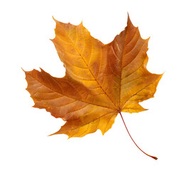 Obraz premium autumn maple leaf isolated on transparent background
